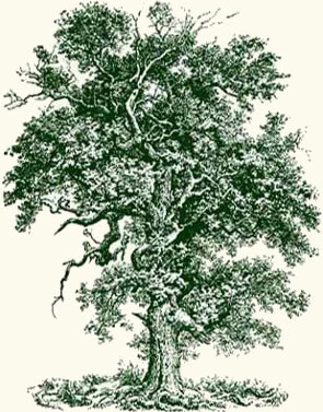 Sessile oak tree - Quercus petrea